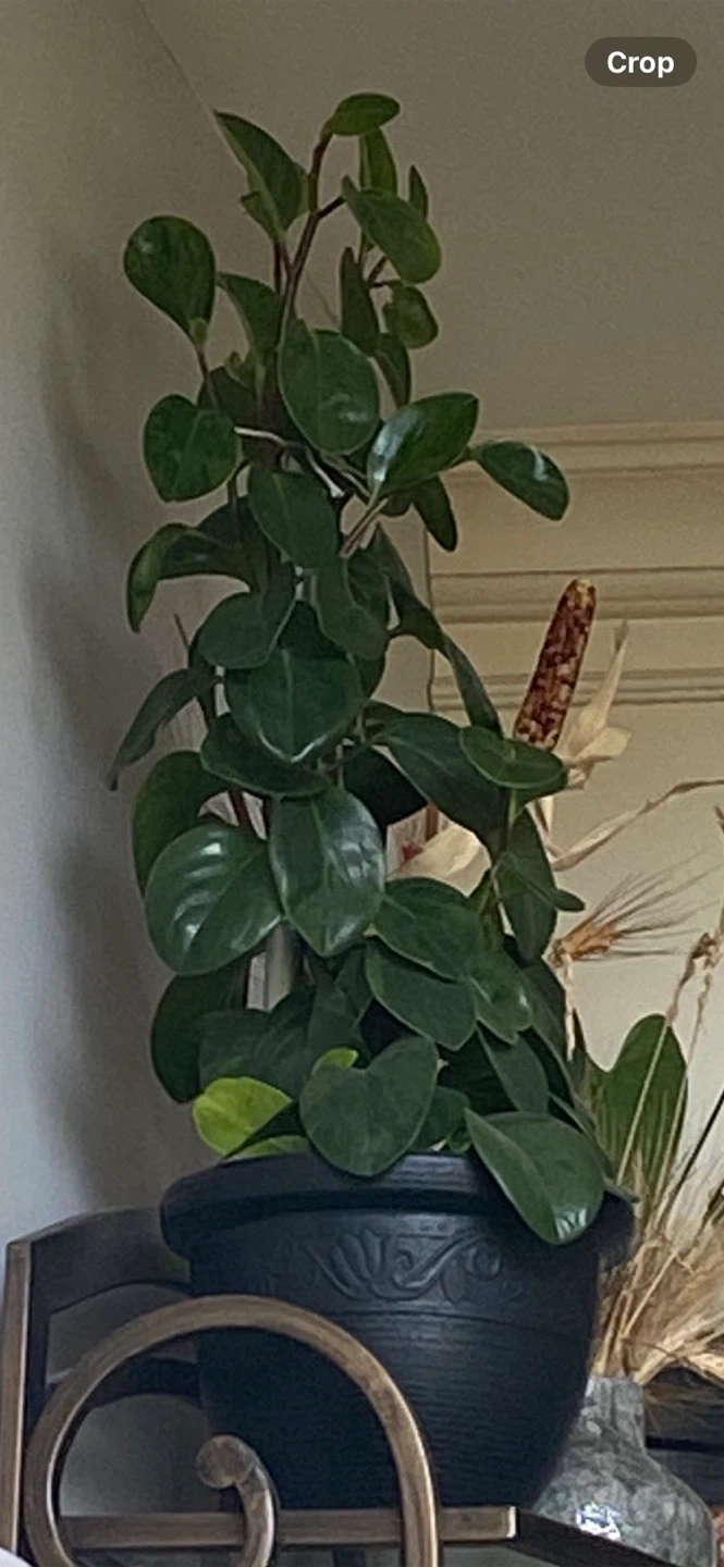 Baby Rubber Plant two colours-Variegated Peperomia Plant - photo 2