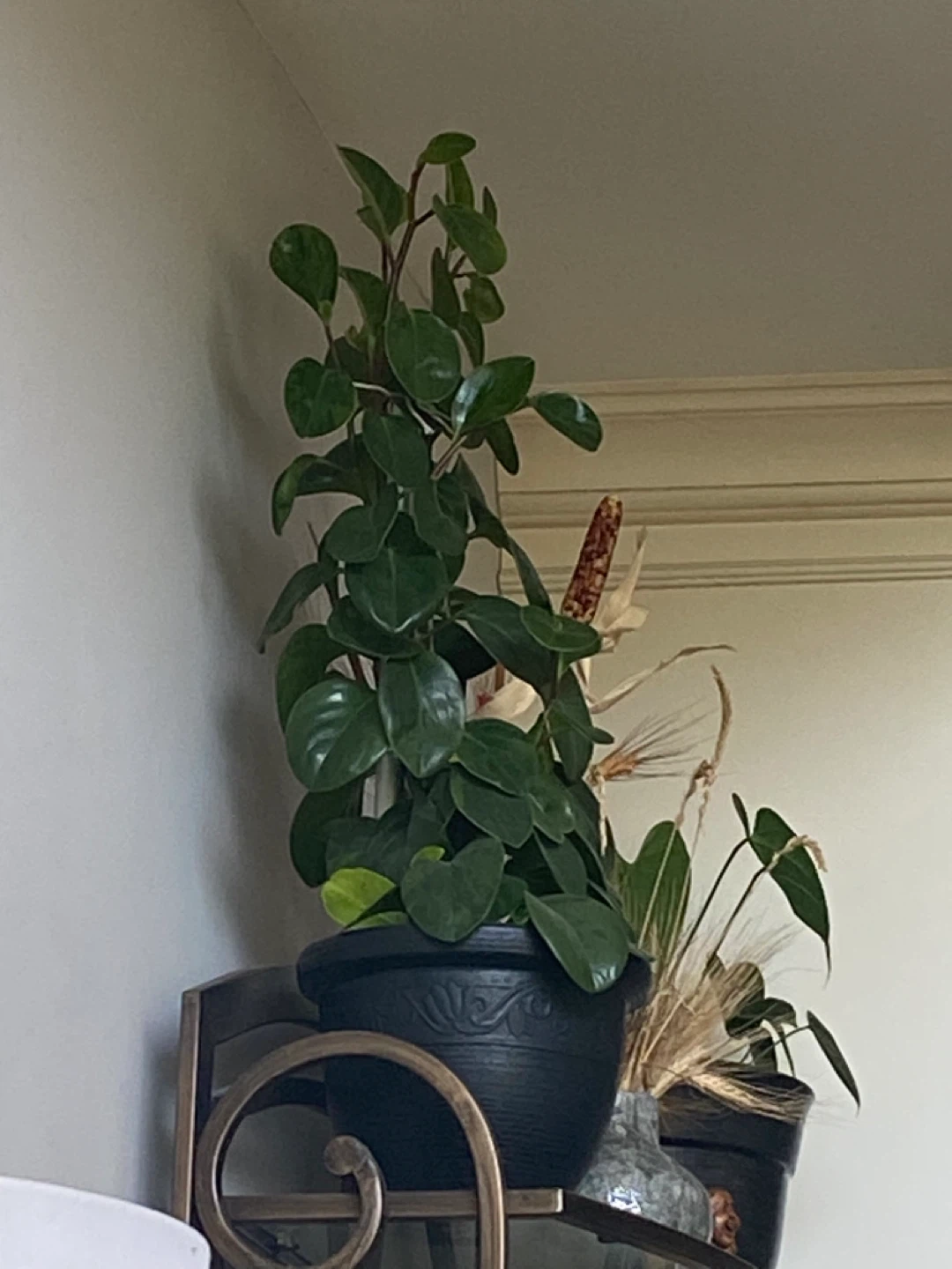 Baby Rubber Plant two colours-Variegated Peperomia Plant - photo 3