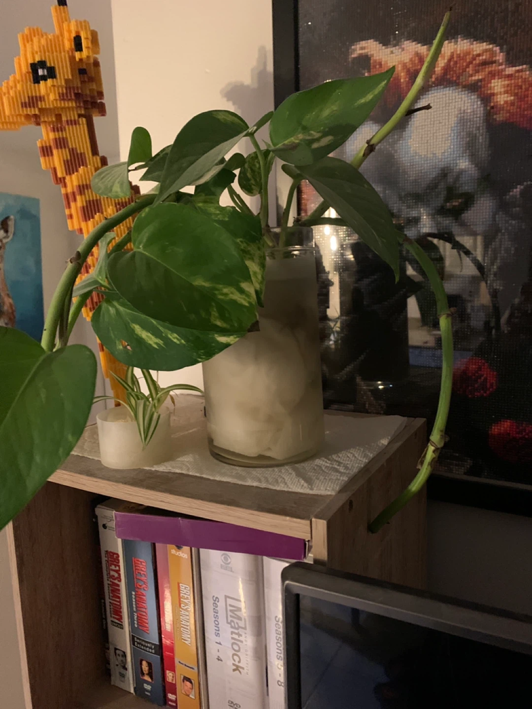 House plant