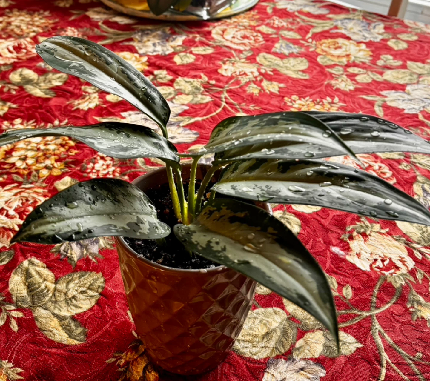 Potted Houseplant