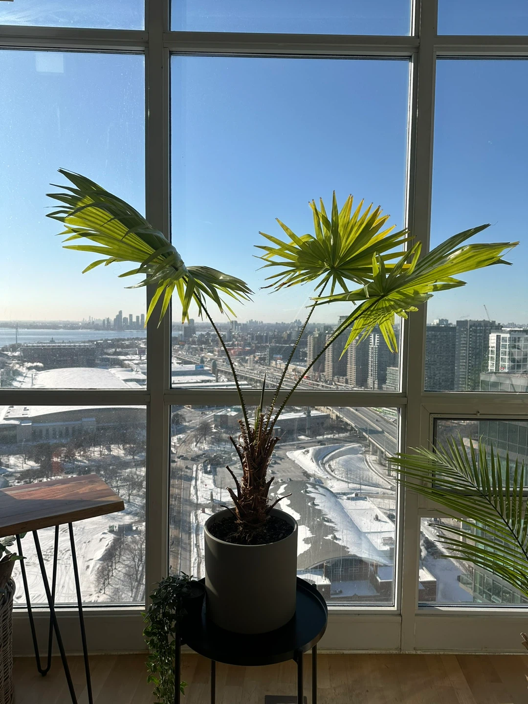 Fan Palm Plant in Grey Pot