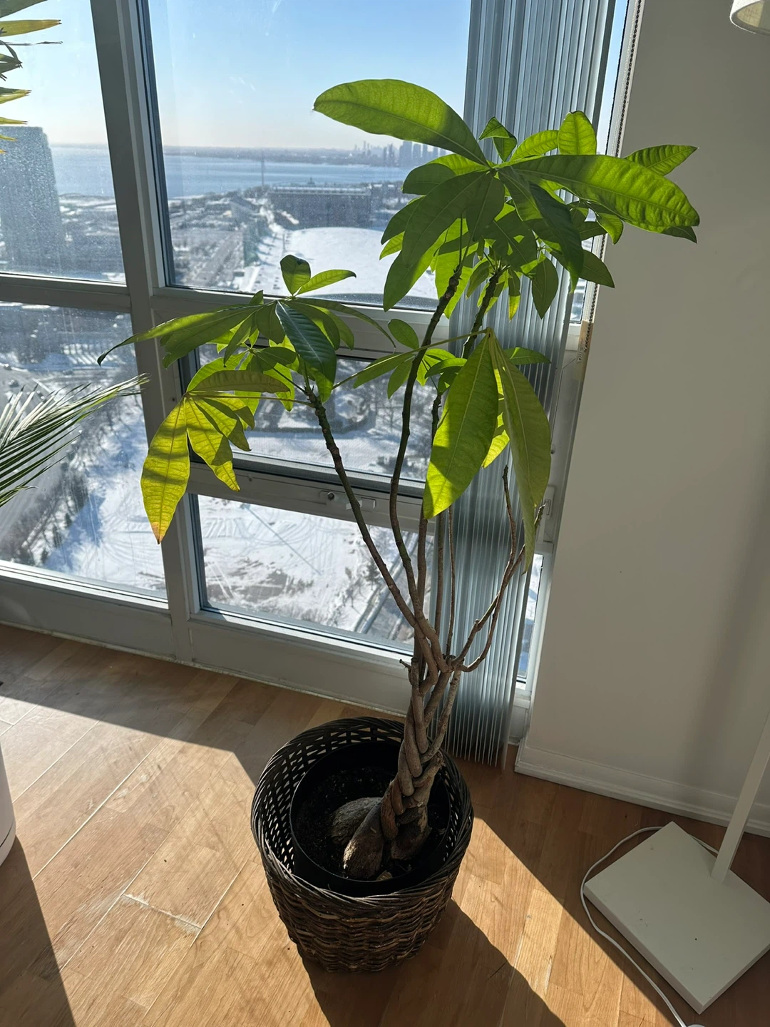 Braided Money Tree Plant in Wicker Pot