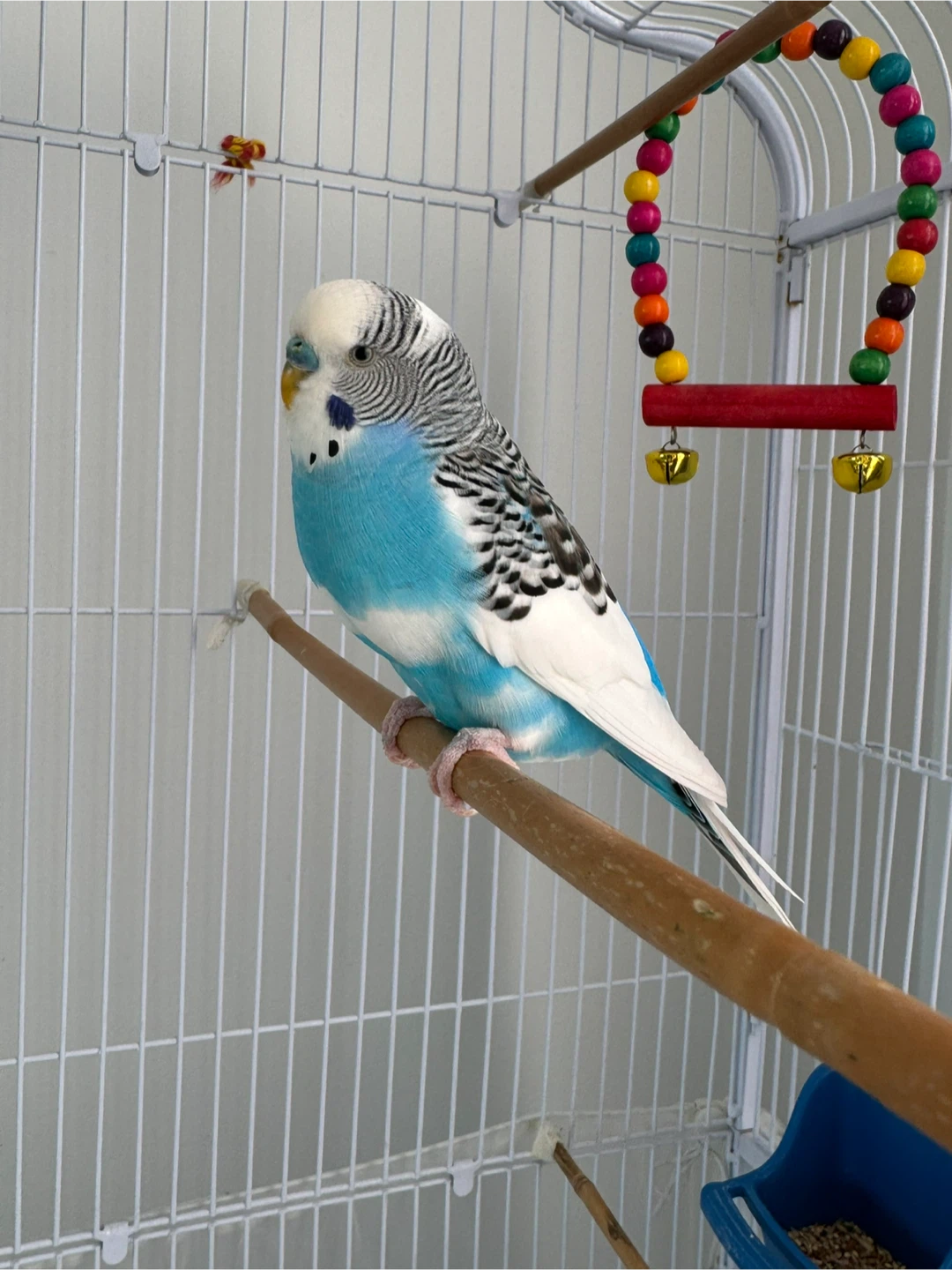 White Bird Cage with Accessories - photo 2