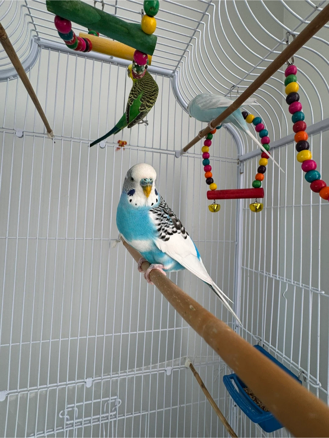 White Bird Cage with Accessories - photo 3