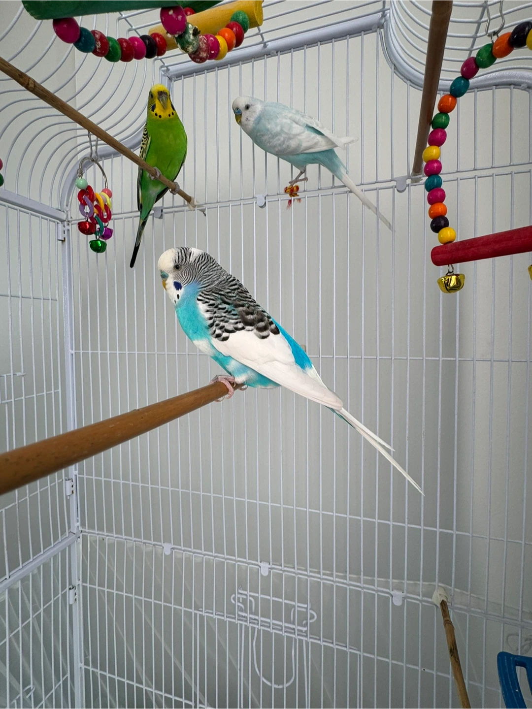 White Bird Cage with Accessories - photo 4