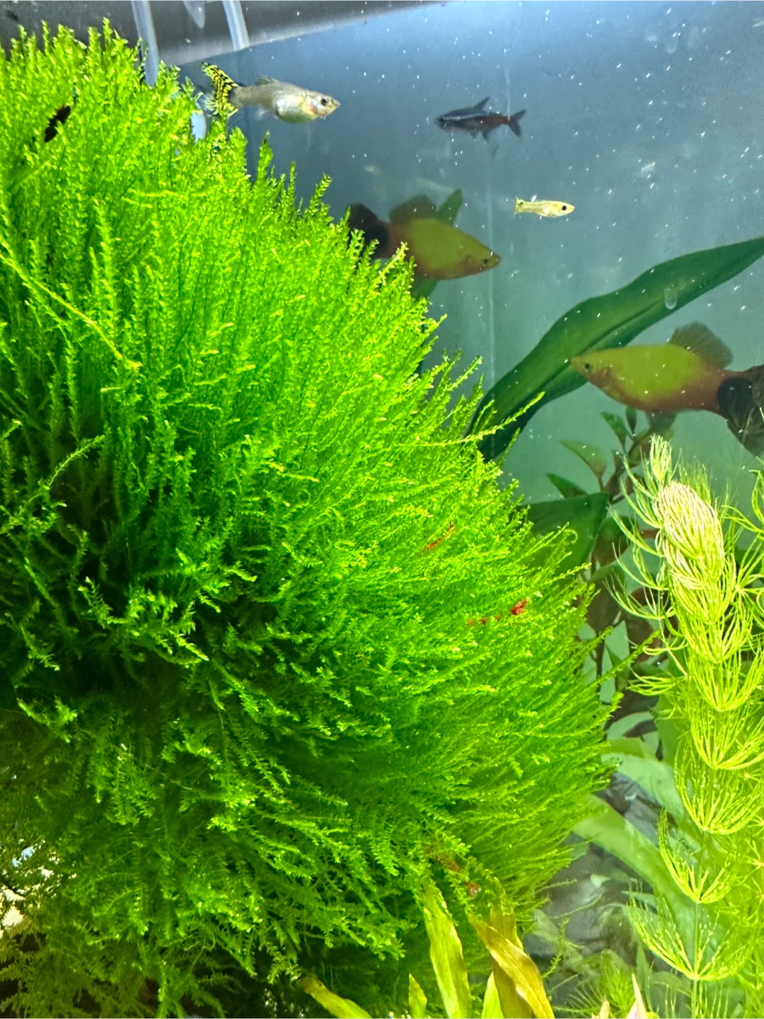 Live Aquarium Plant - Java Moss (tennis ball size)