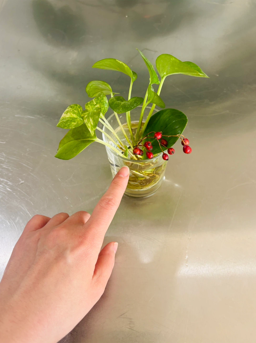Pothos Plant Cuttings in Glass Vase! 🪴🌱🙌🏻