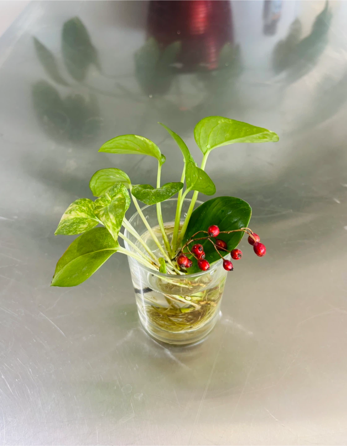 Pothos Plant Cuttings in Glass Vase! 🪴🌱🙌🏻 - photo 2