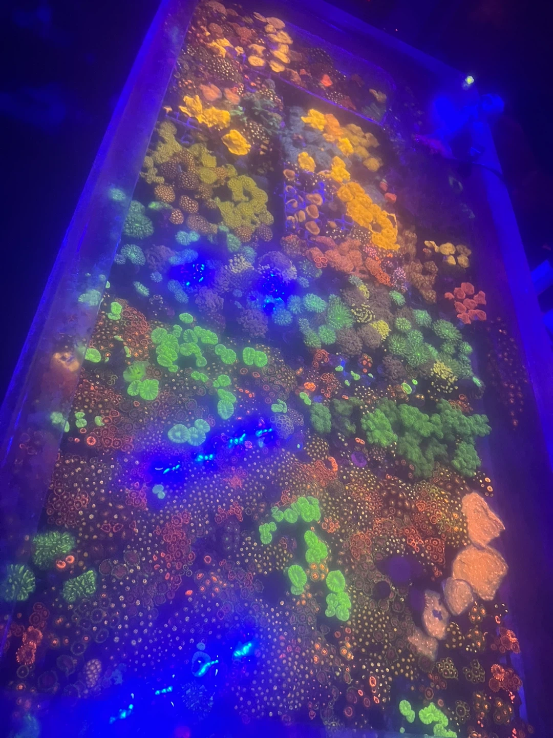 Vibrant Mixed Coral Frag Aquarium Display