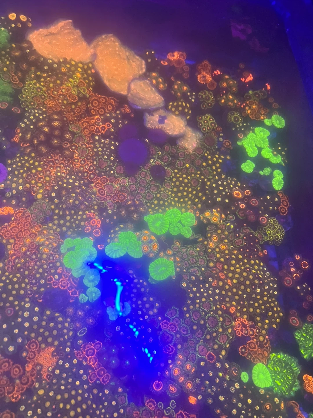 Vibrant Mixed Coral Frag Aquarium Display - photo 2