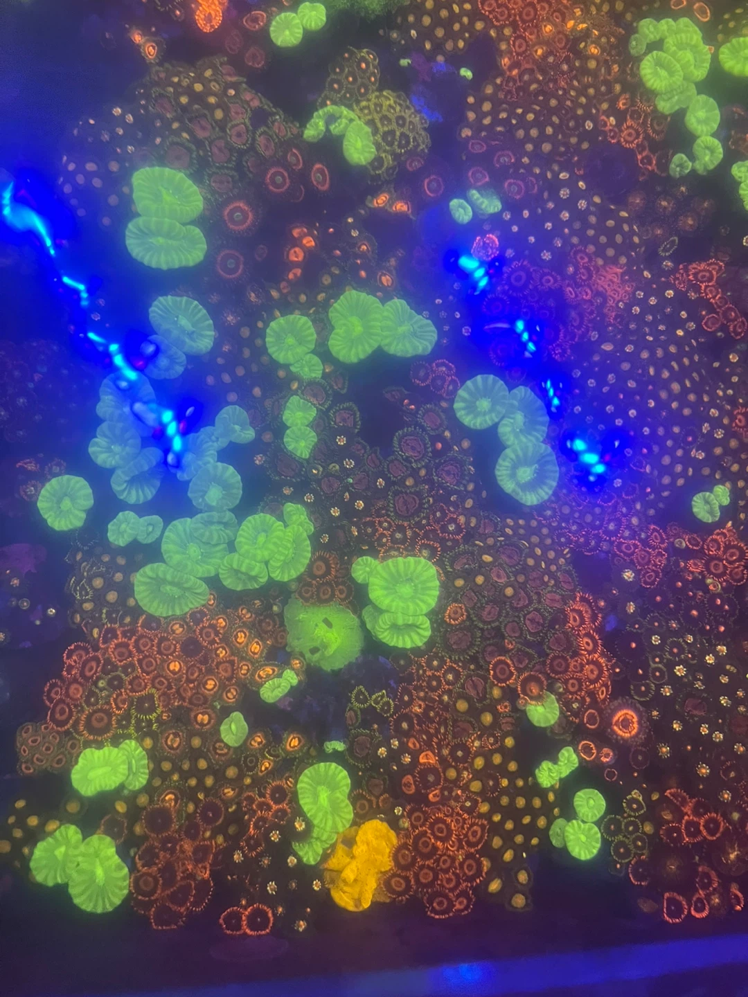 Vibrant Mixed Coral Frag Aquarium Display - photo 4