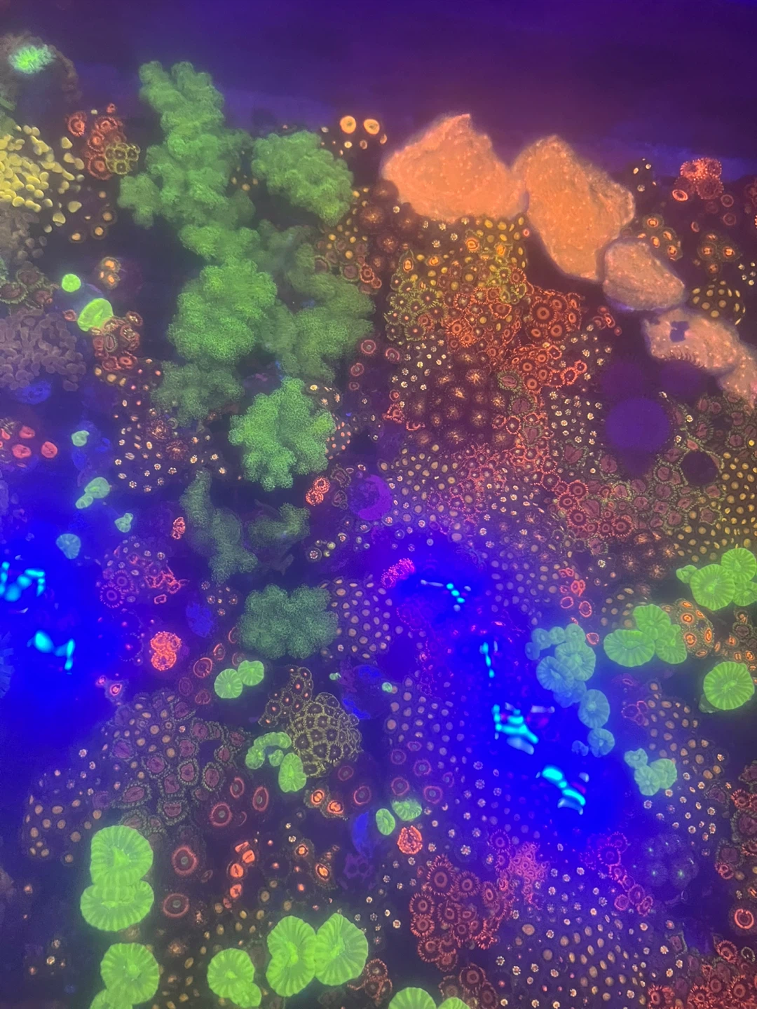 Vibrant Mixed Coral Frag Aquarium Display - photo 5