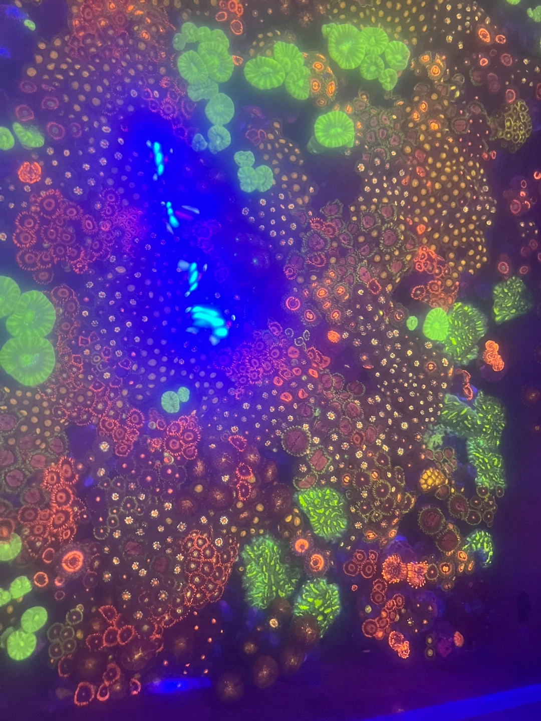Vibrant Mixed Coral Frag Aquarium Display - photo 3