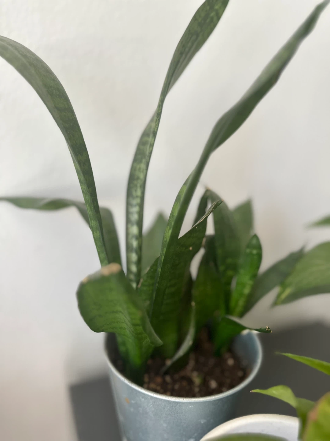 Snake Plant