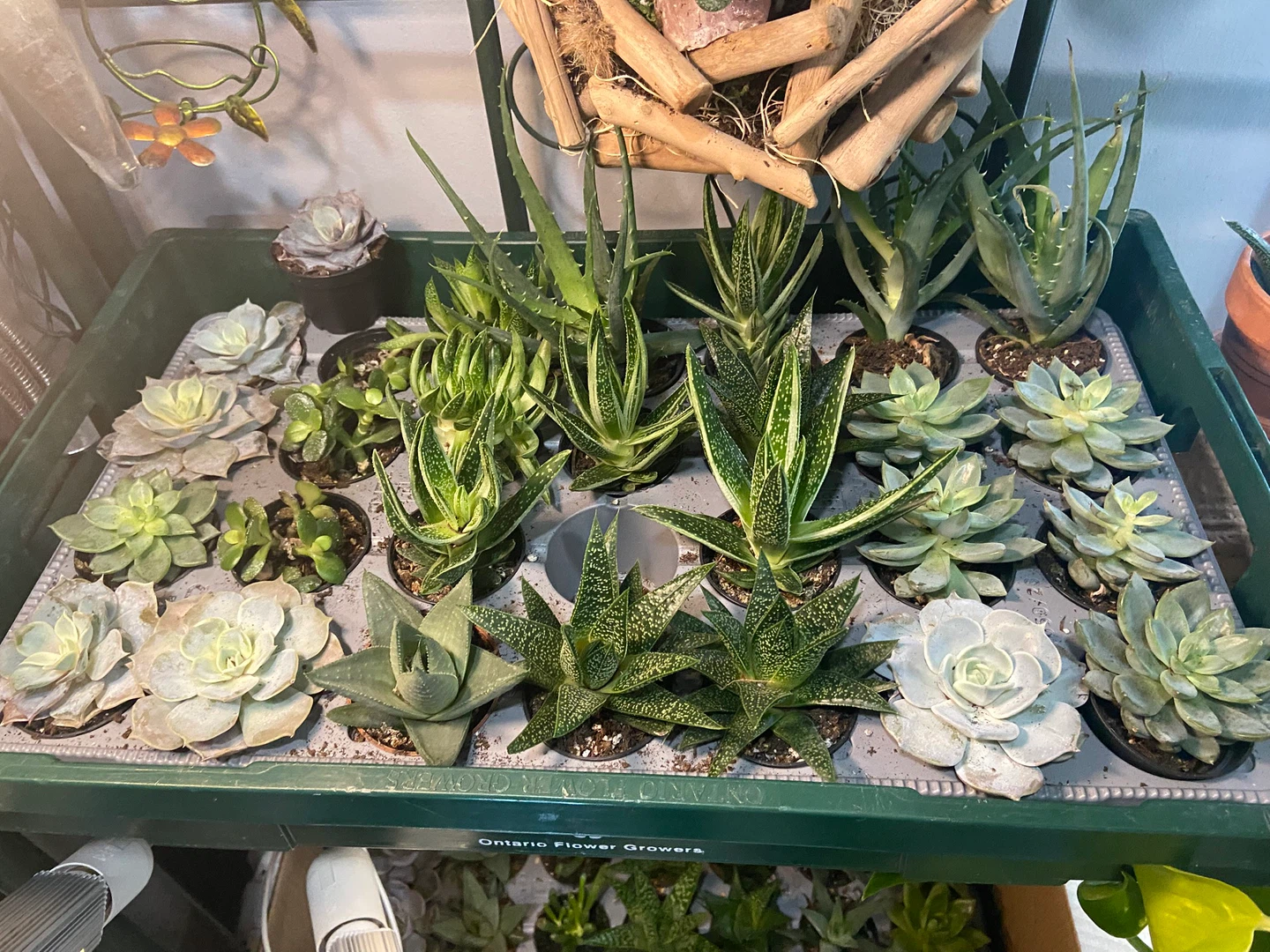 Assorted Succulent Plants - photo 2