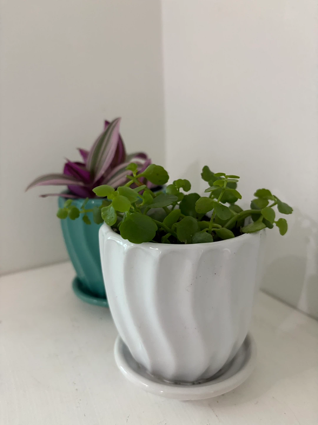 🤍Simple, fresh, and full of life 💚 - photo 3