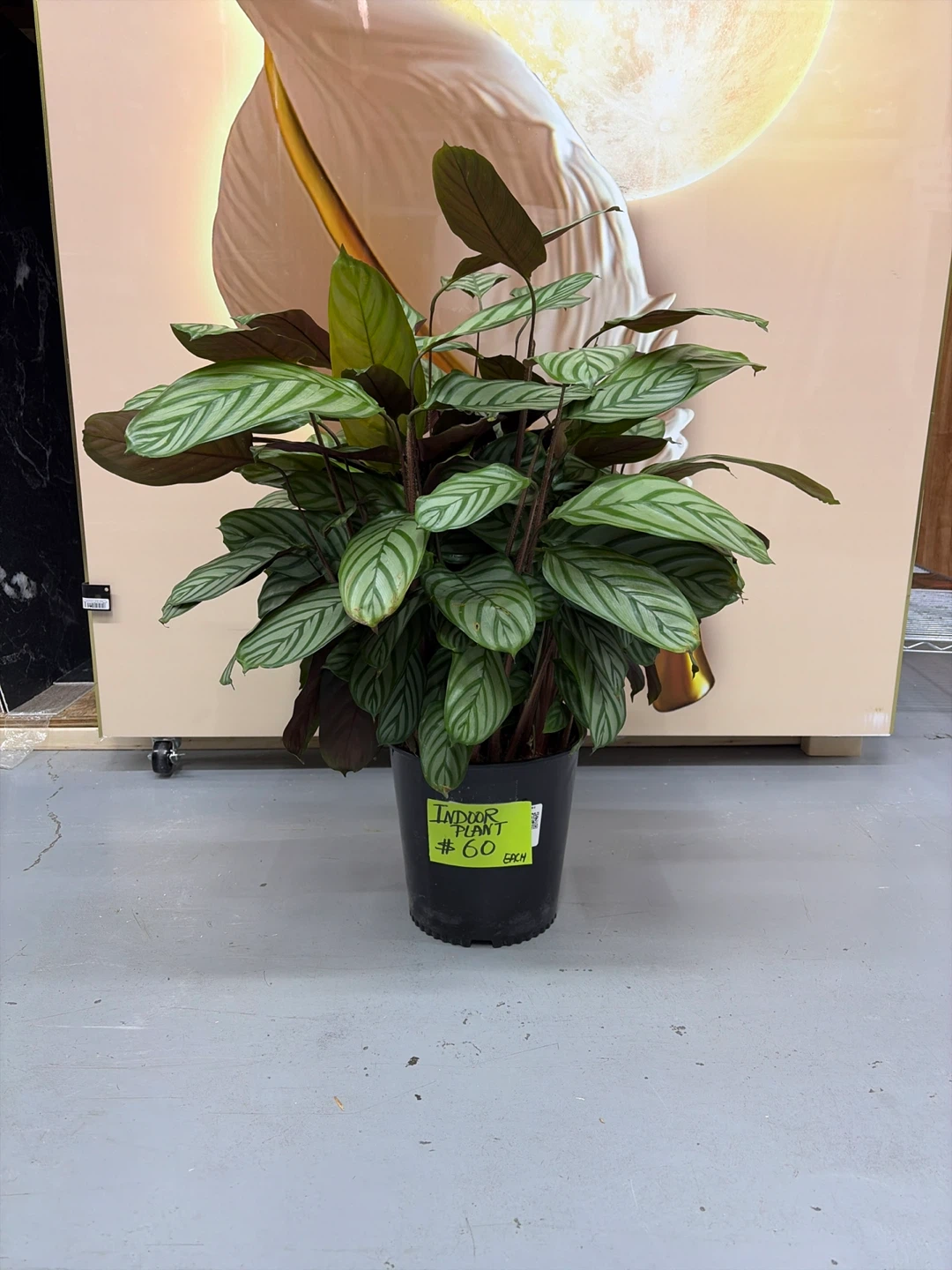 Calathea Indoor Plant