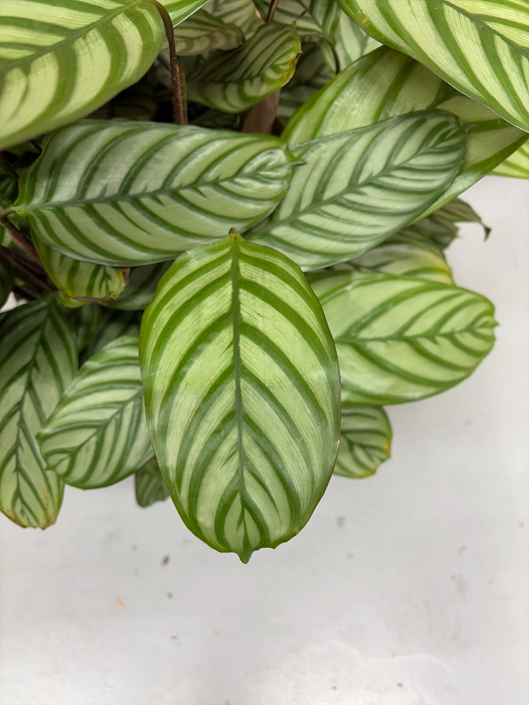 Calathea Indoor Plant - photo 3