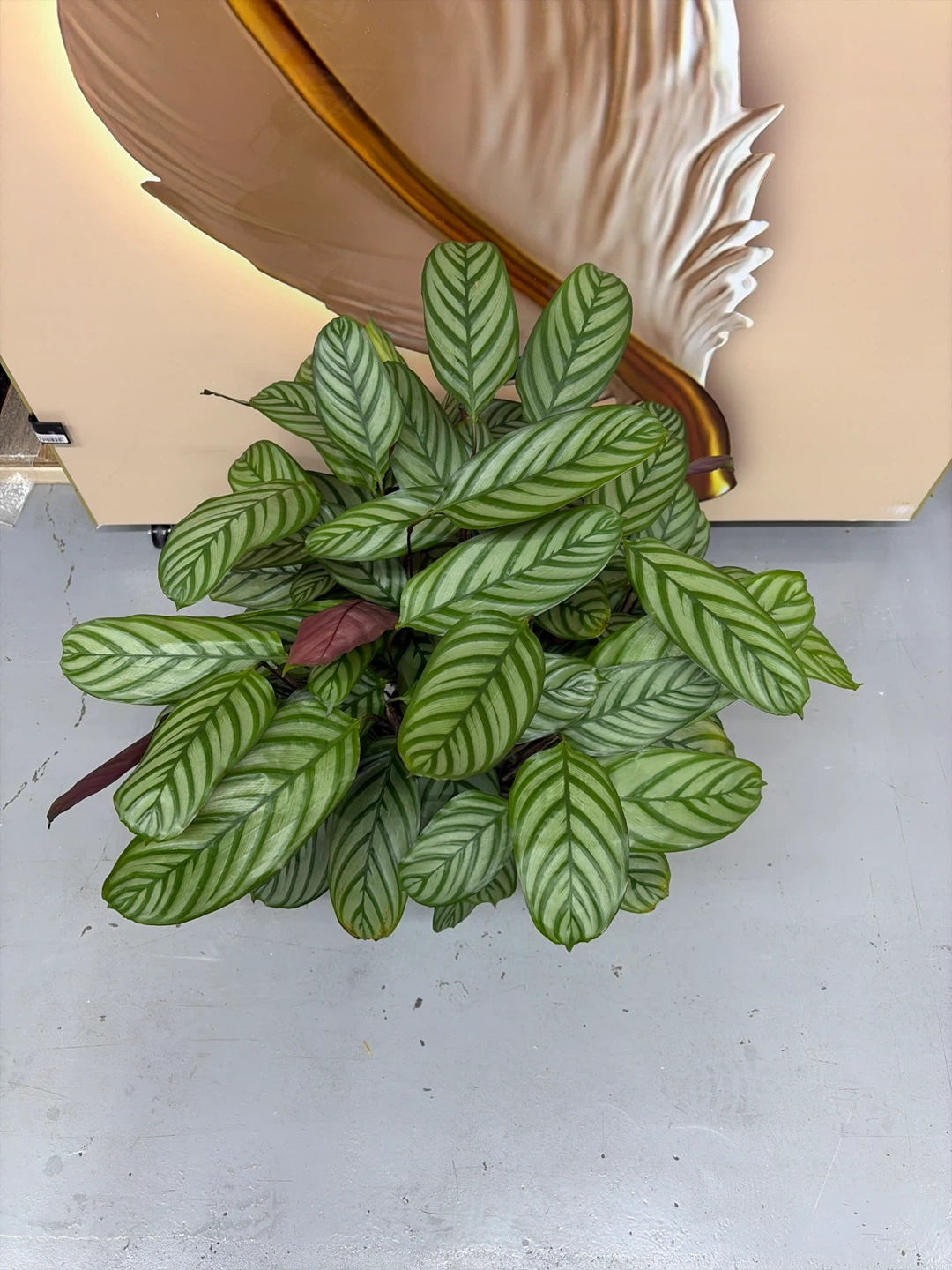 Calathea Indoor Plant - photo 2