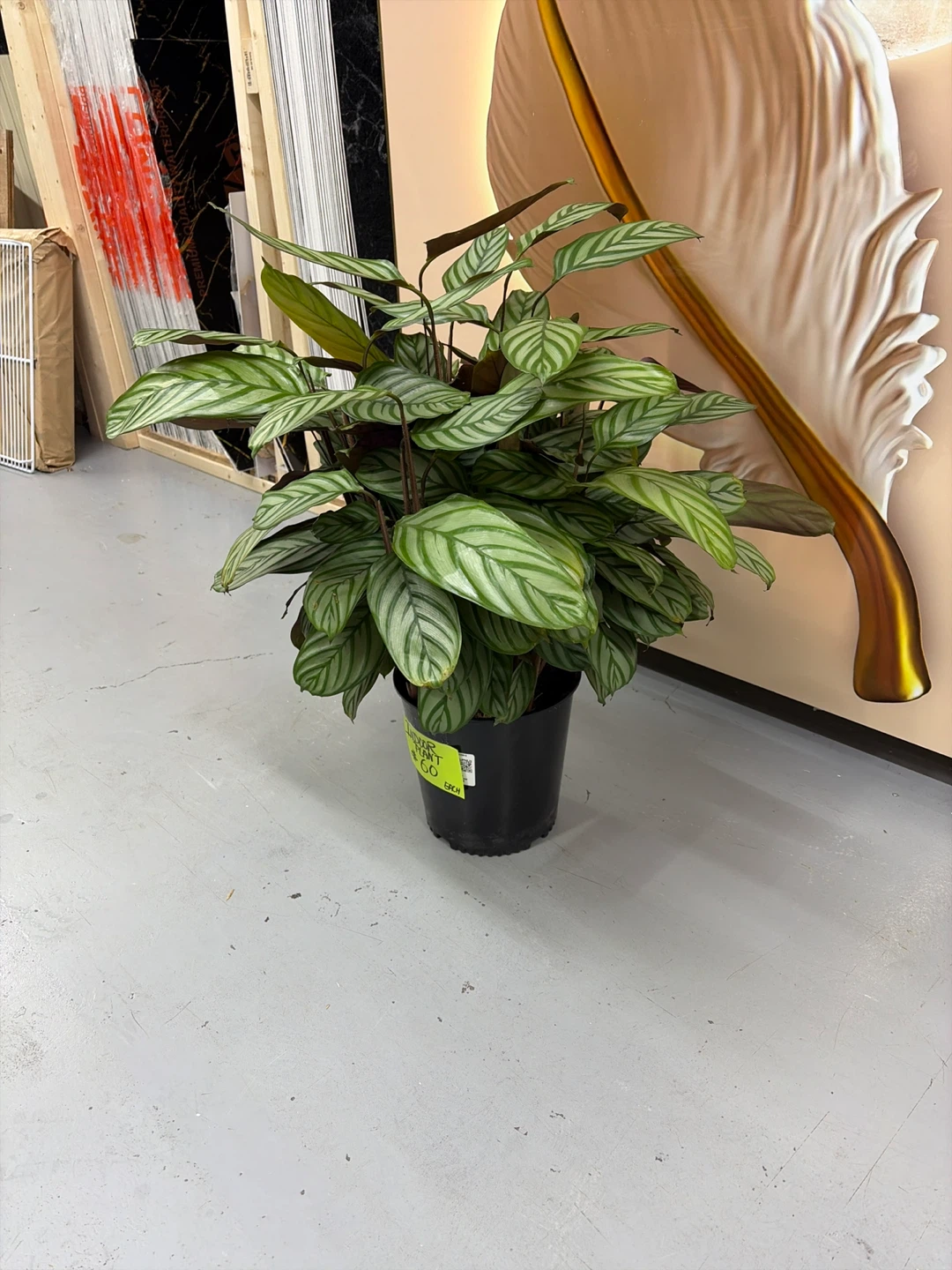 Calathea Indoor Plant - photo 4