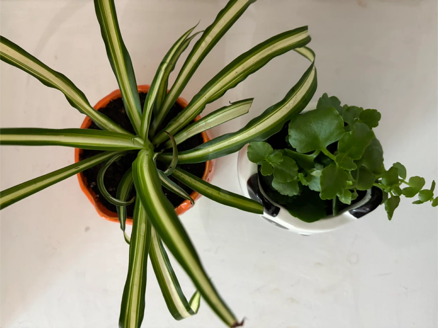 Two little cuties bringing good vibes into your home - photo 3