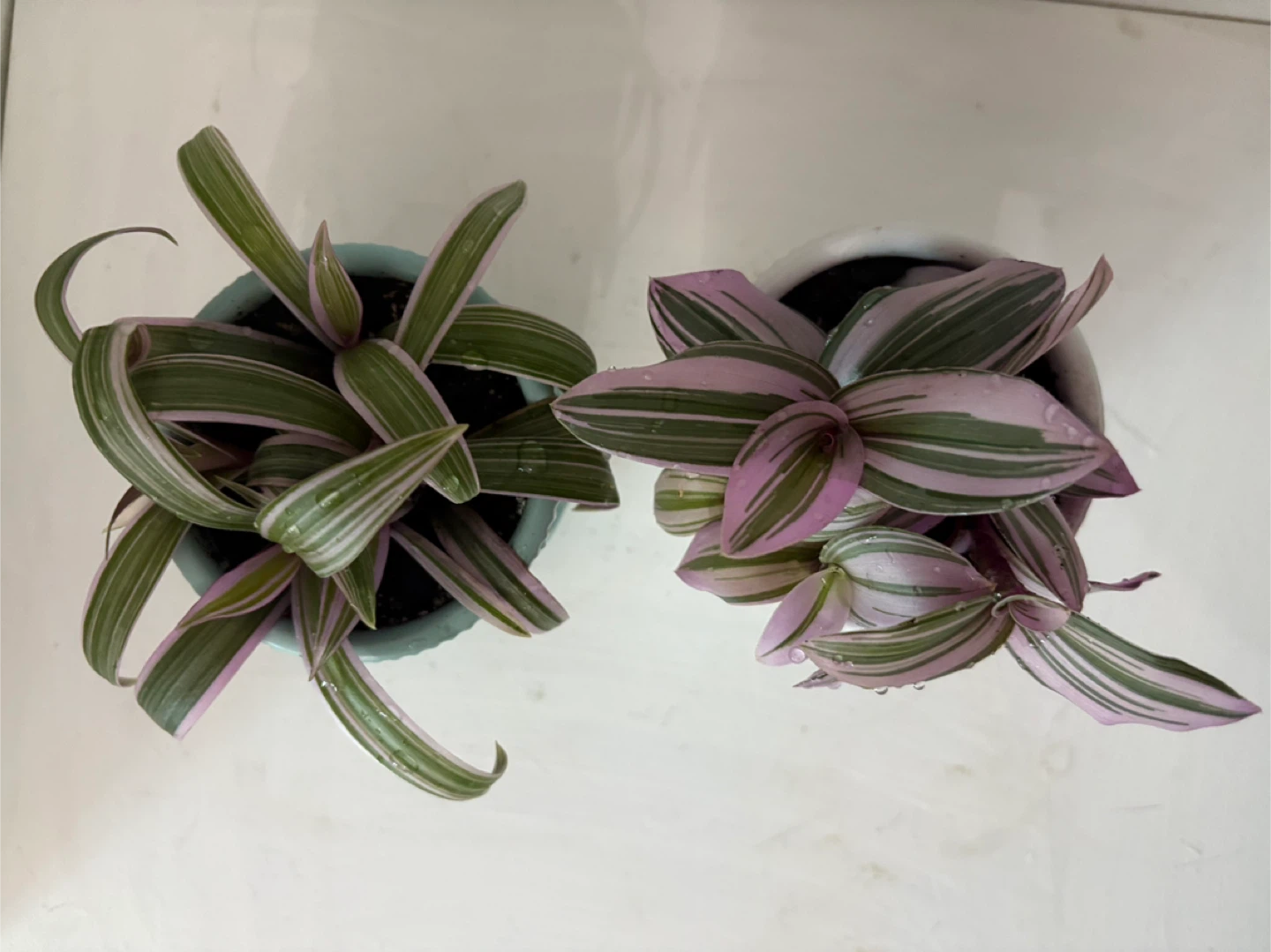 💜Purple-Tinged Leaves, Full of Life💜 - photo 2