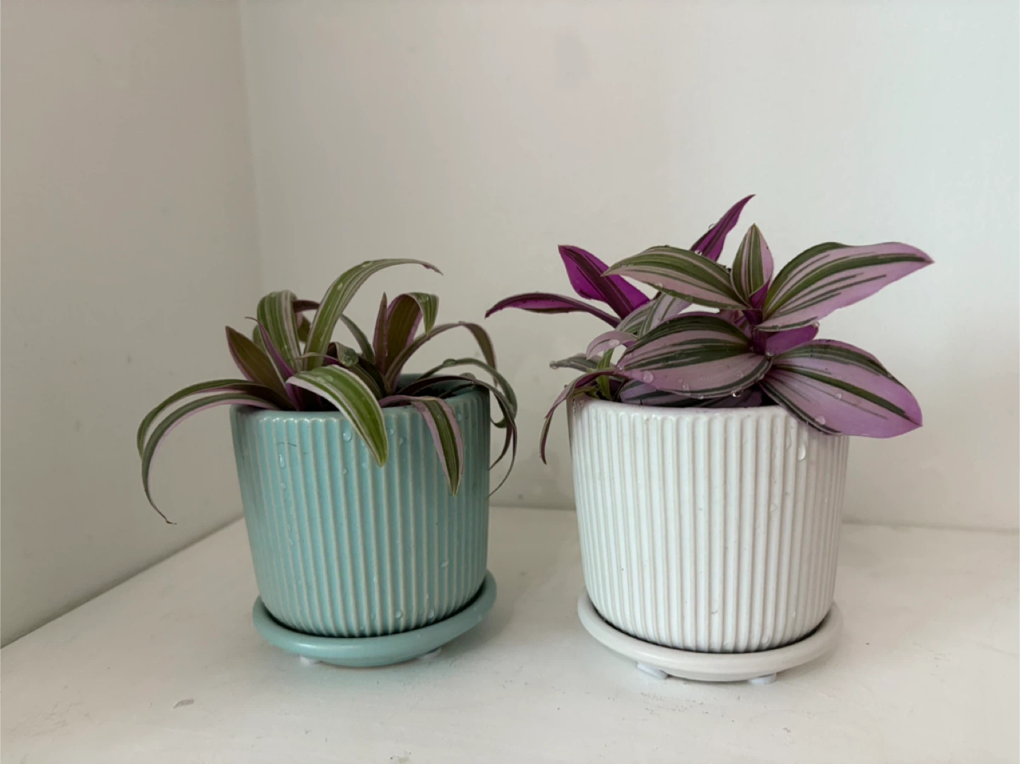 💜Purple-Tinged Leaves, Full of Life💜