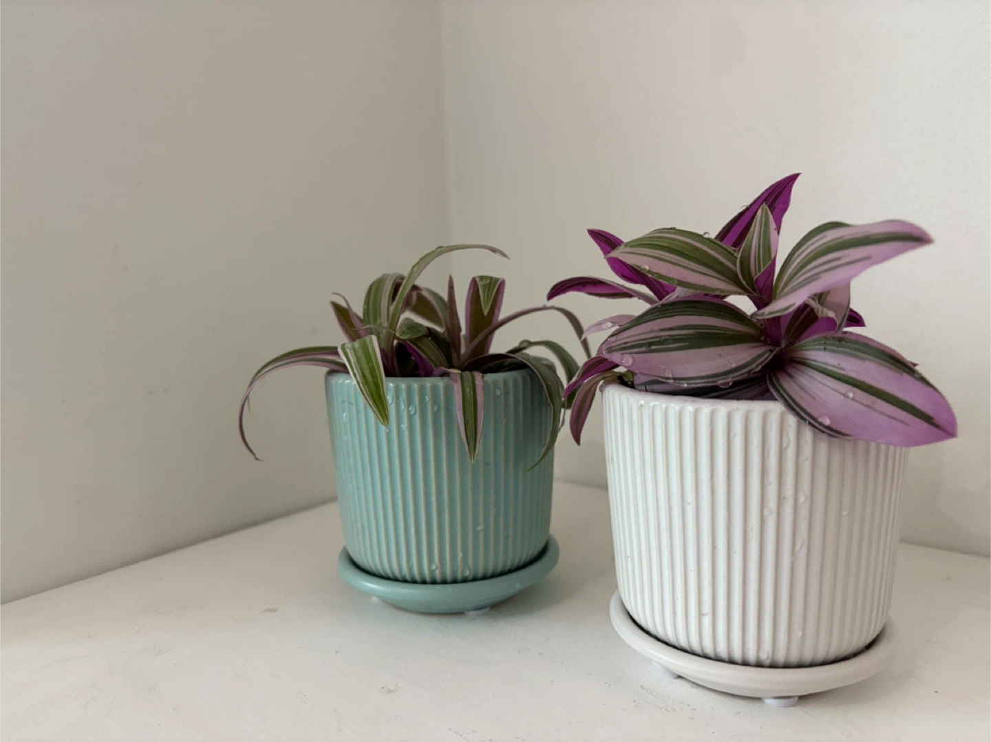 💜Purple-Tinged Leaves, Full of Life💜 - photo 4