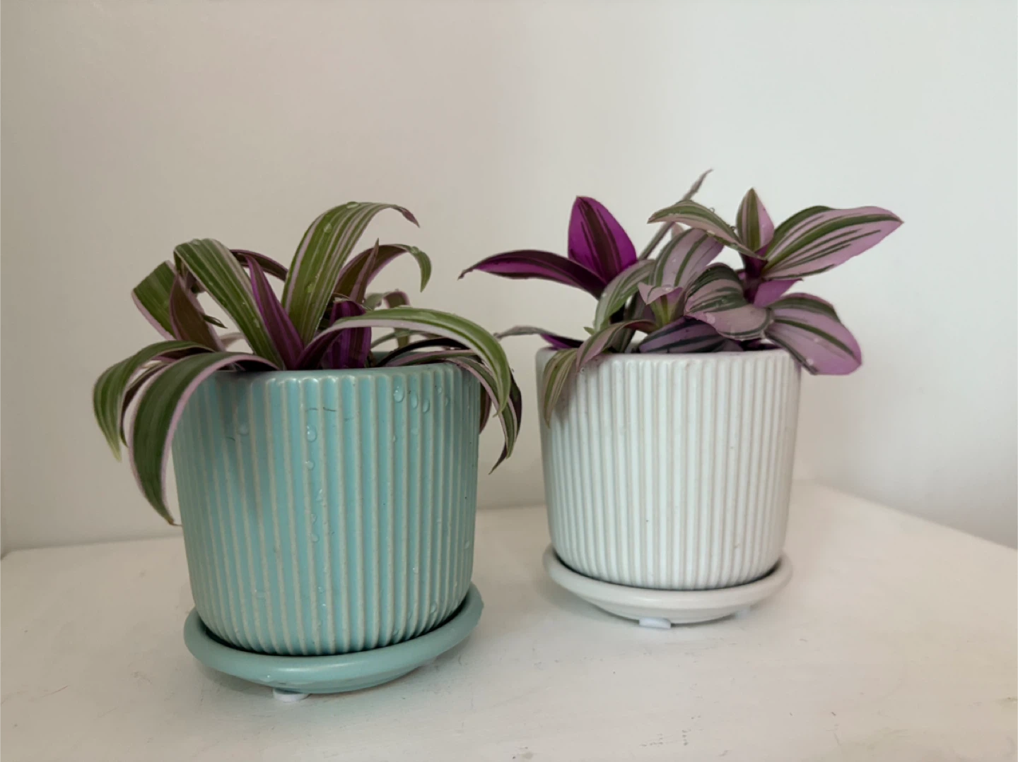 💜Purple-Tinged Leaves, Full of Life💜 - photo 3