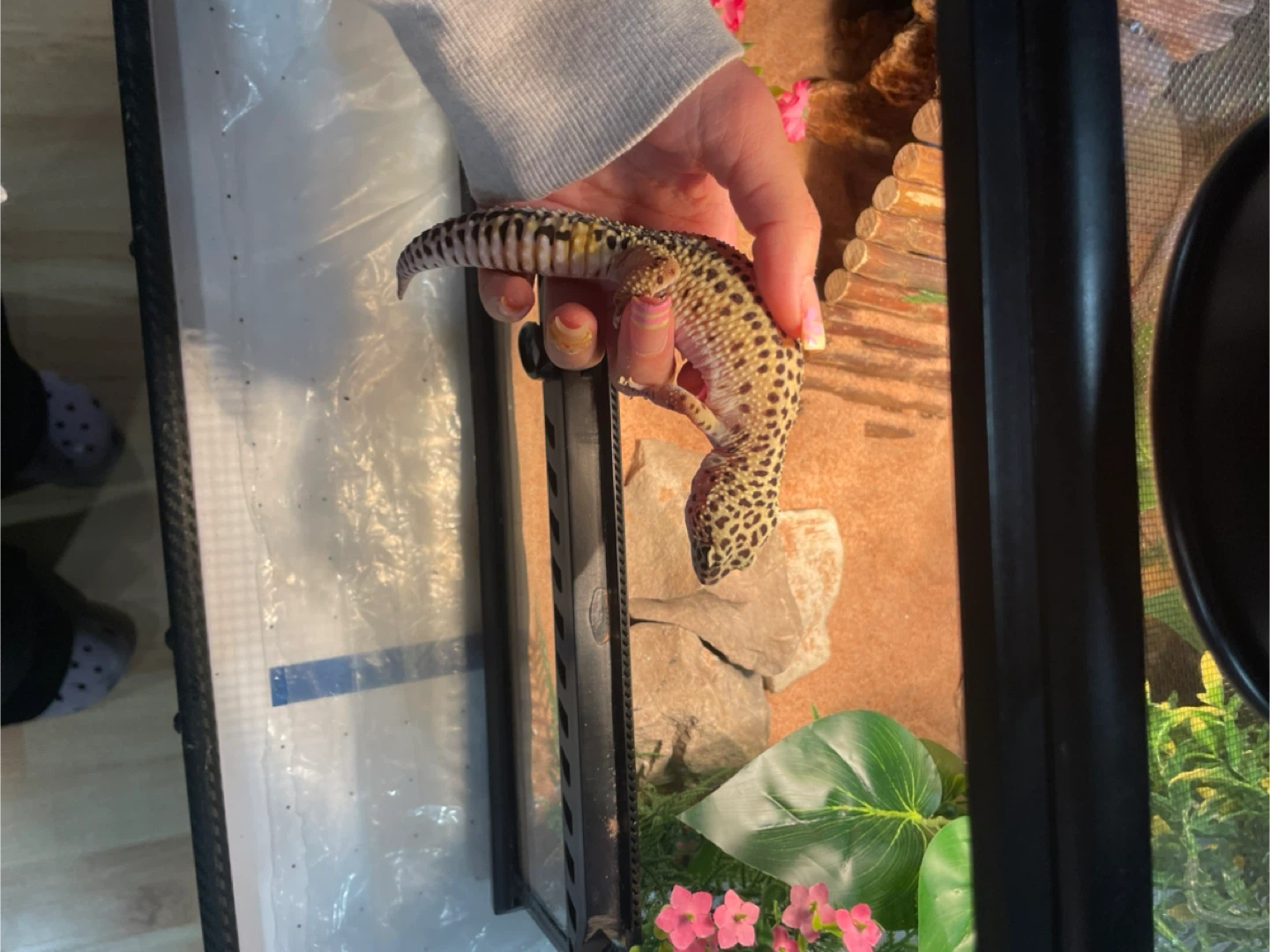 Leopard gecko enclosed terrarium all included - photo 2