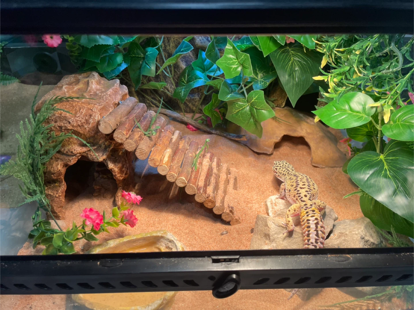 Leopard gecko enclosed terrarium all included