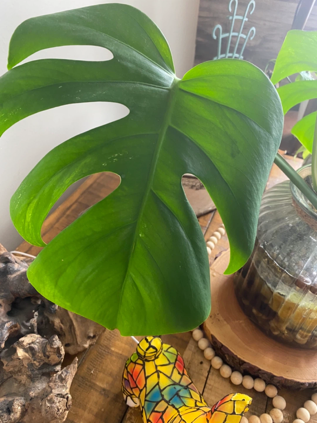 Variegated Monstera Deliciosa Plant Cutting - photo 2
