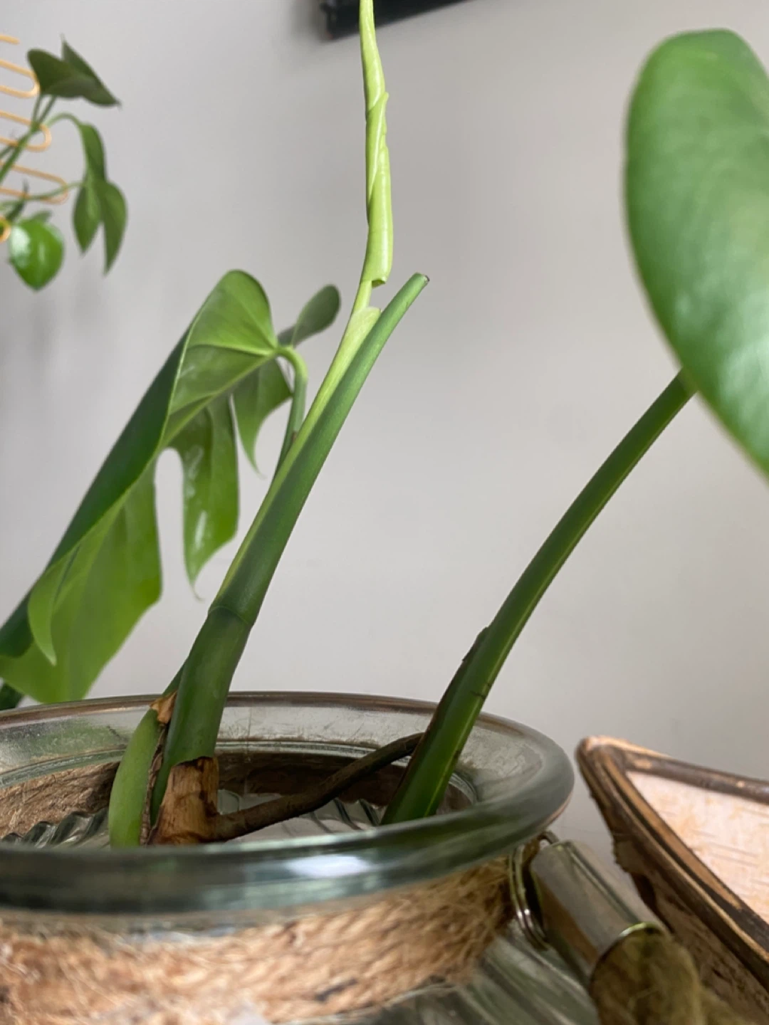 Variegated Monstera Deliciosa Plant Cutting - photo 4