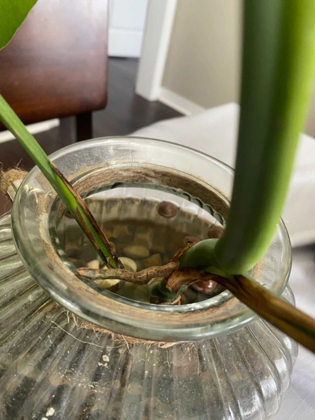 Variegated Monstera Deliciosa Plant Cutting - photo 5