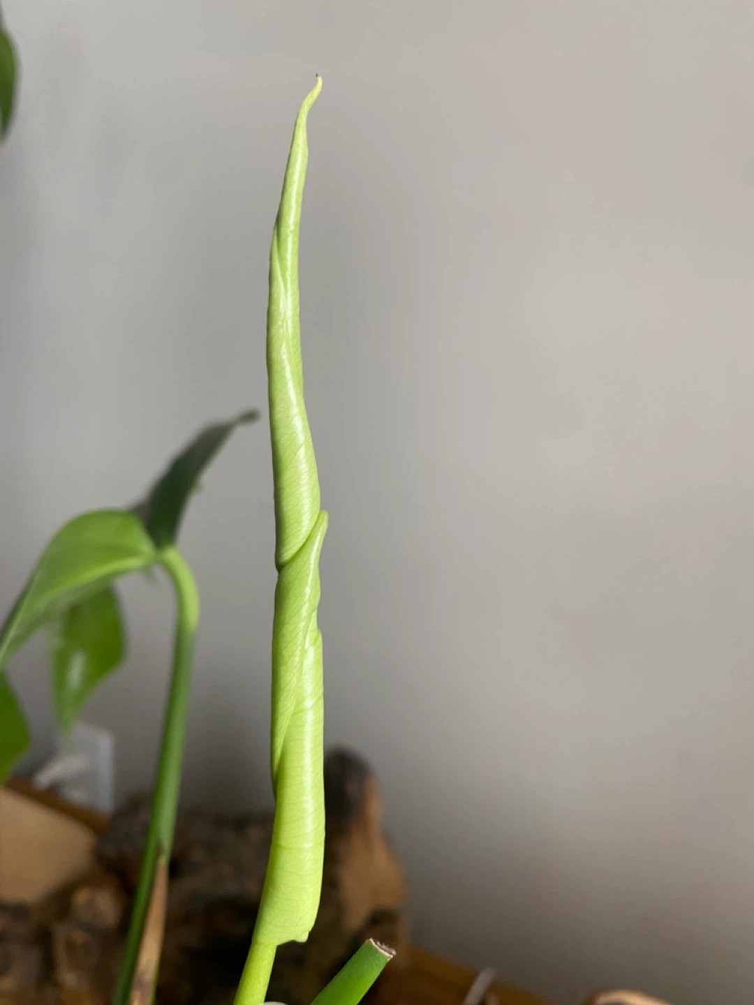 Variegated Monstera Deliciosa Plant Cutting - photo 3