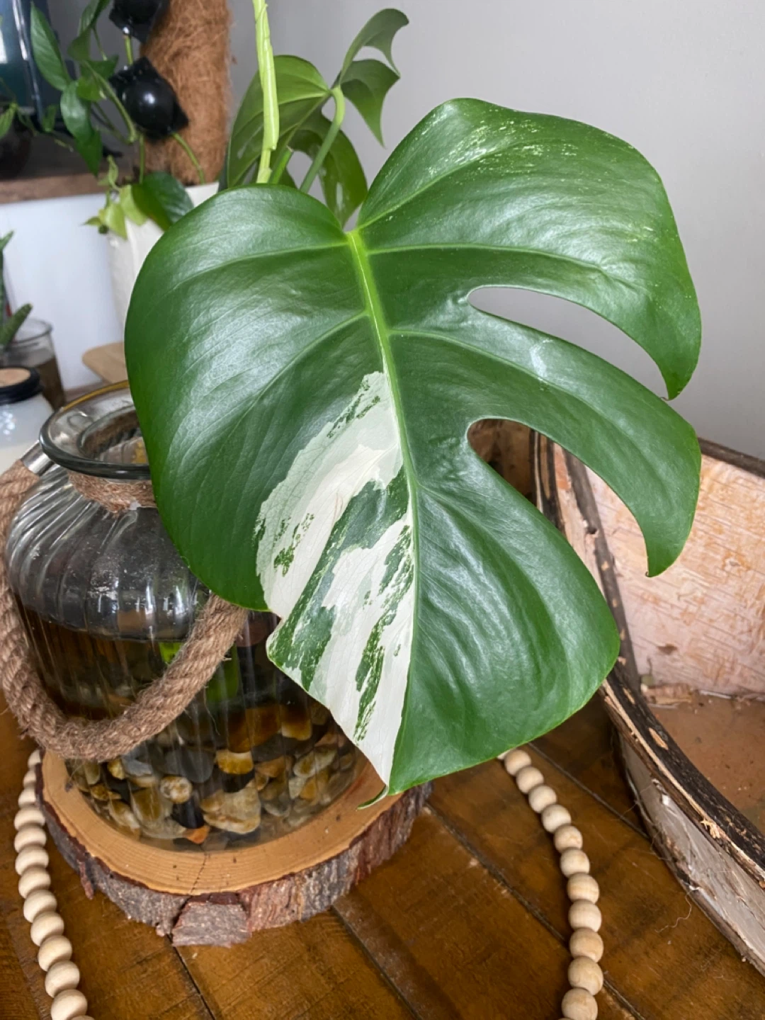 Variegated Monstera Deliciosa Plant Cutting