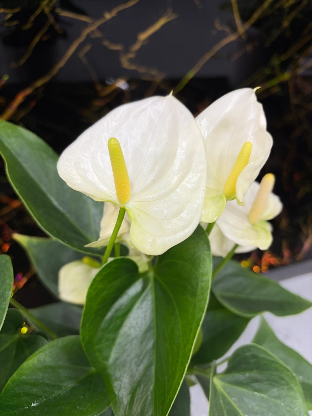 White Anthurium Plant in White Ribbed Pot - photo 2