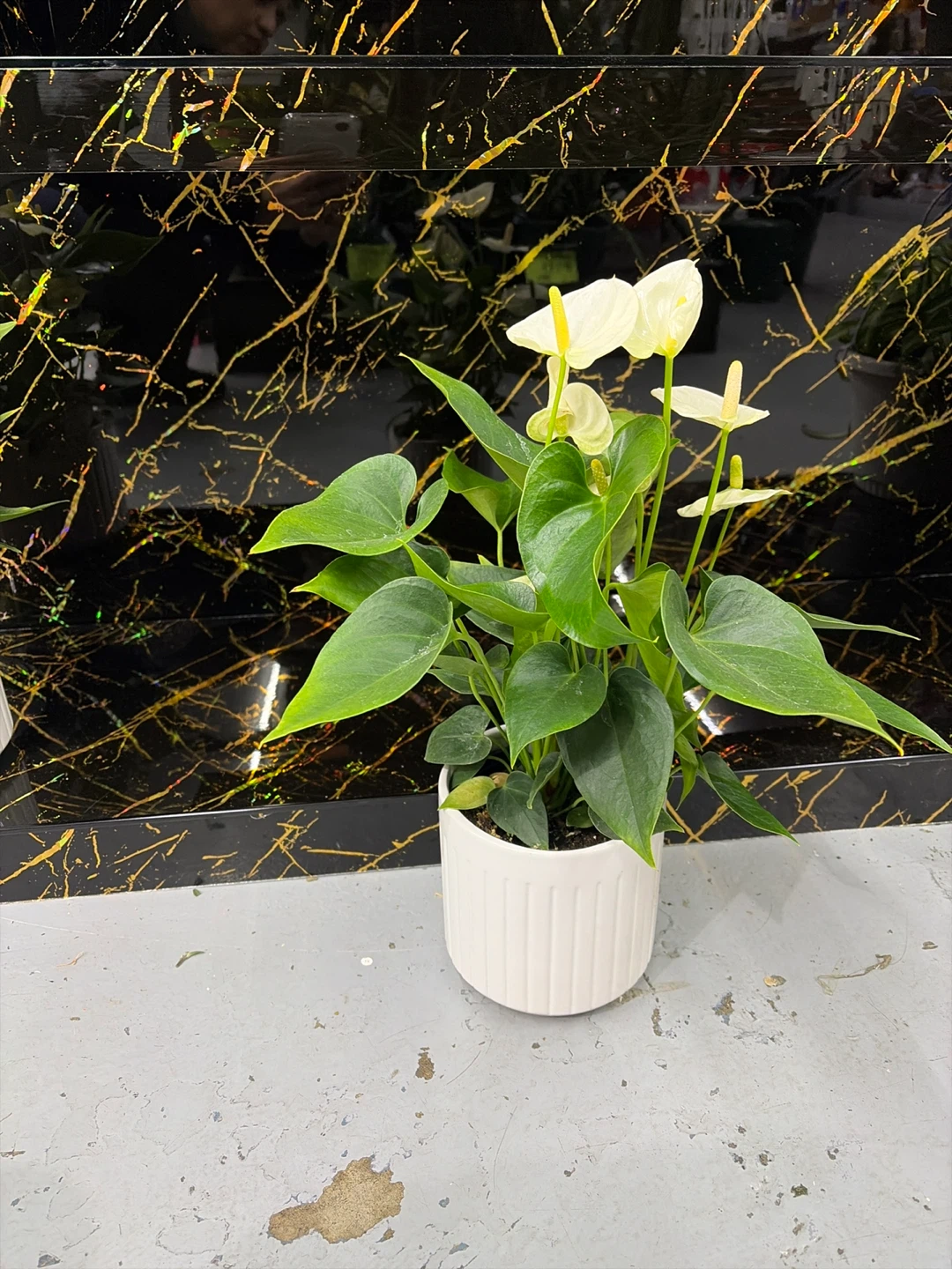 White Anthurium Plant in White Ribbed Pot - photo 3