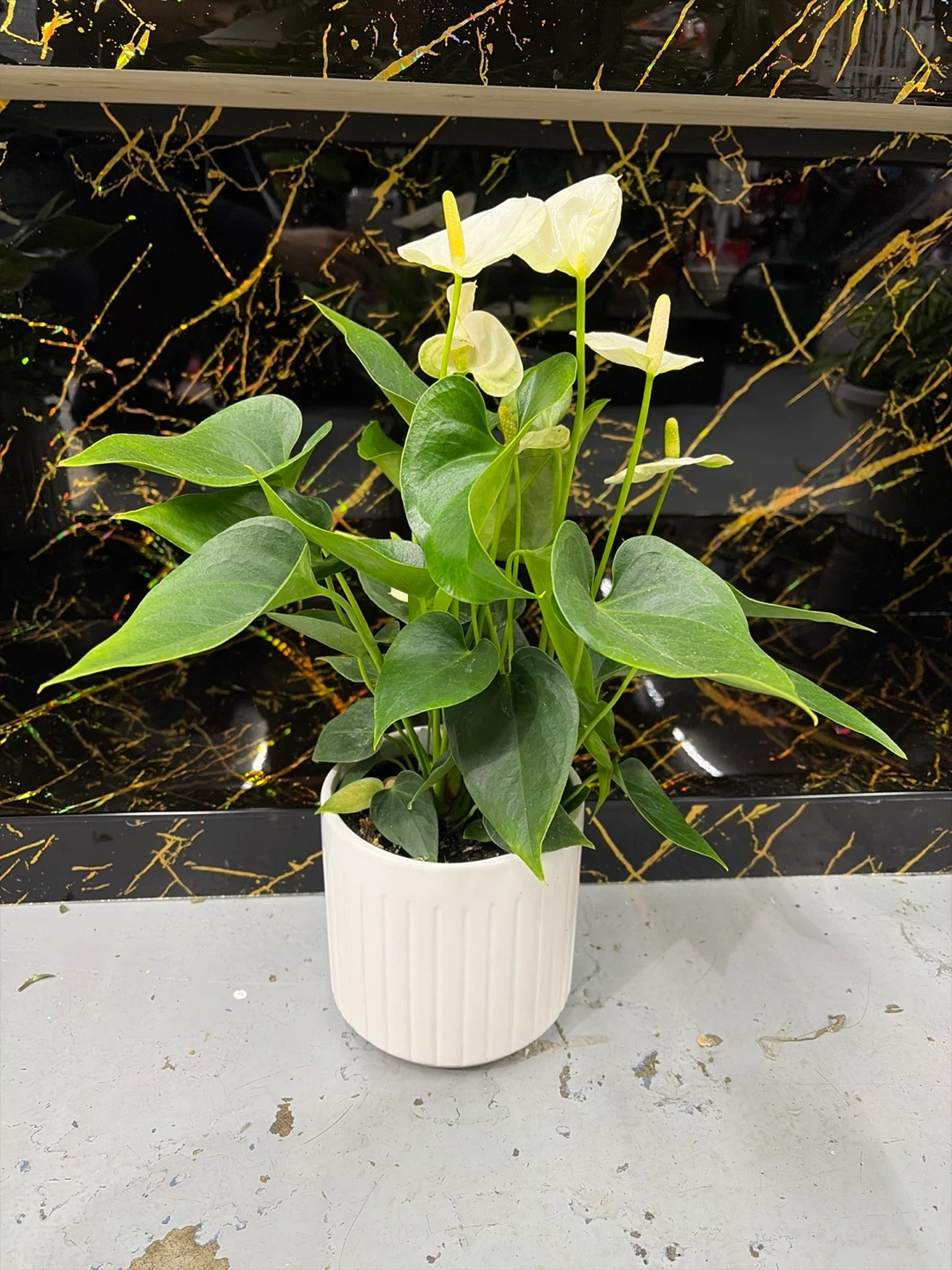 White Anthurium Plant in White Ribbed Pot
