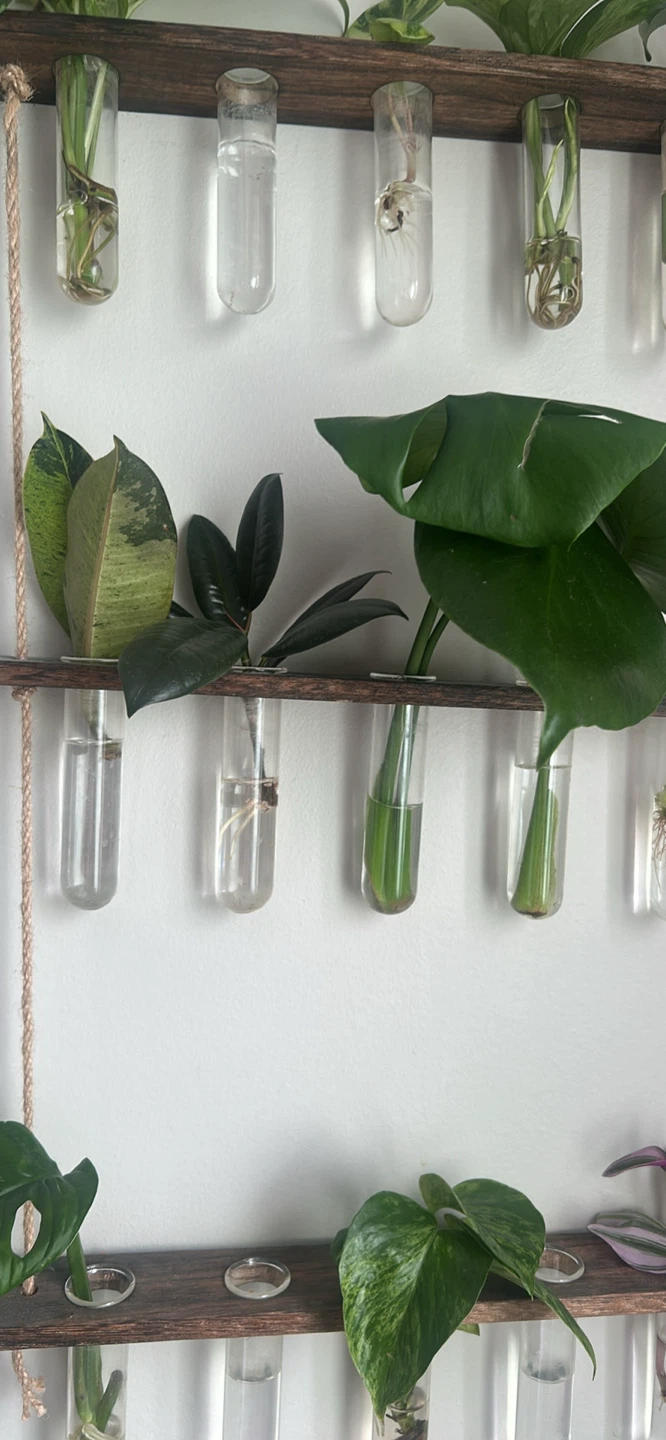Plant supplies and cuttings - photo 4
