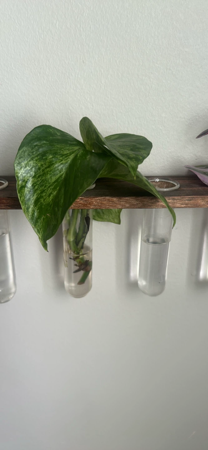 Plant supplies and cuttings - photo 3
