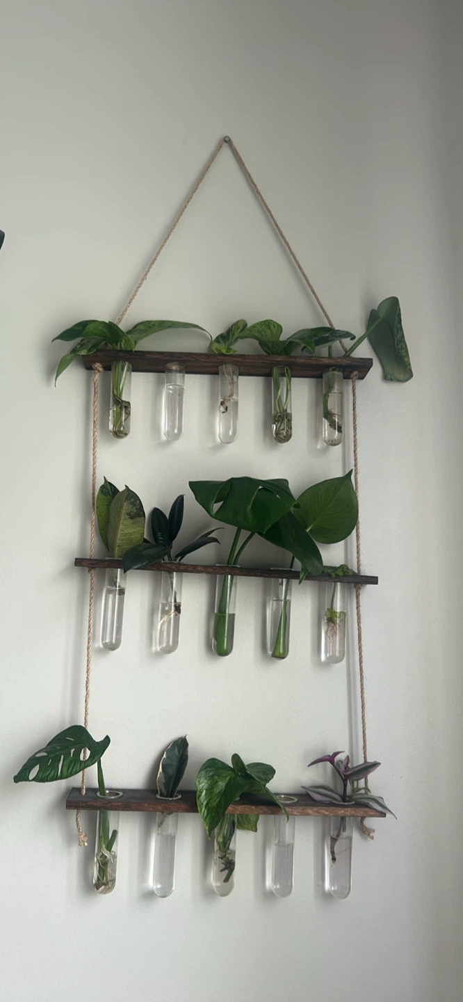 Plant supplies and cuttings