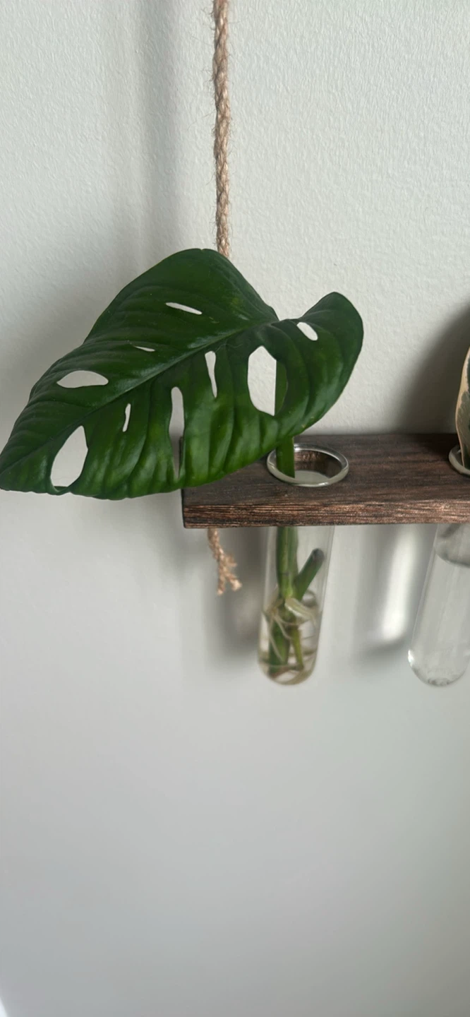Plant supplies and cuttings - photo 2