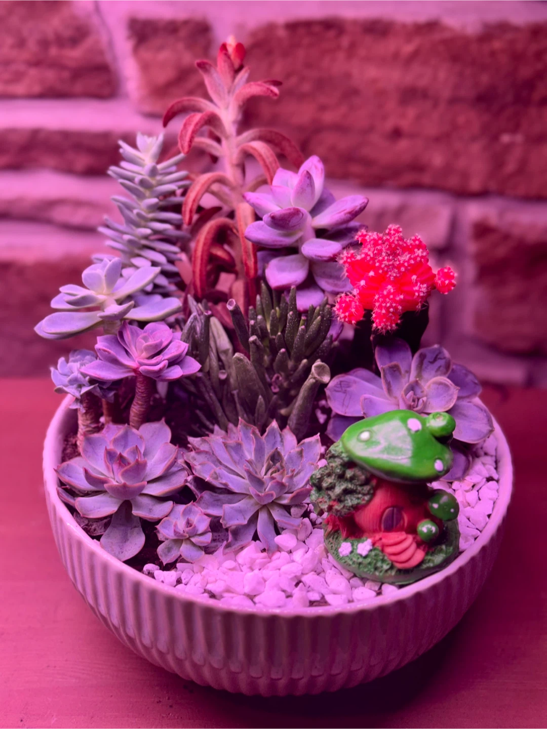 Assorted succulents