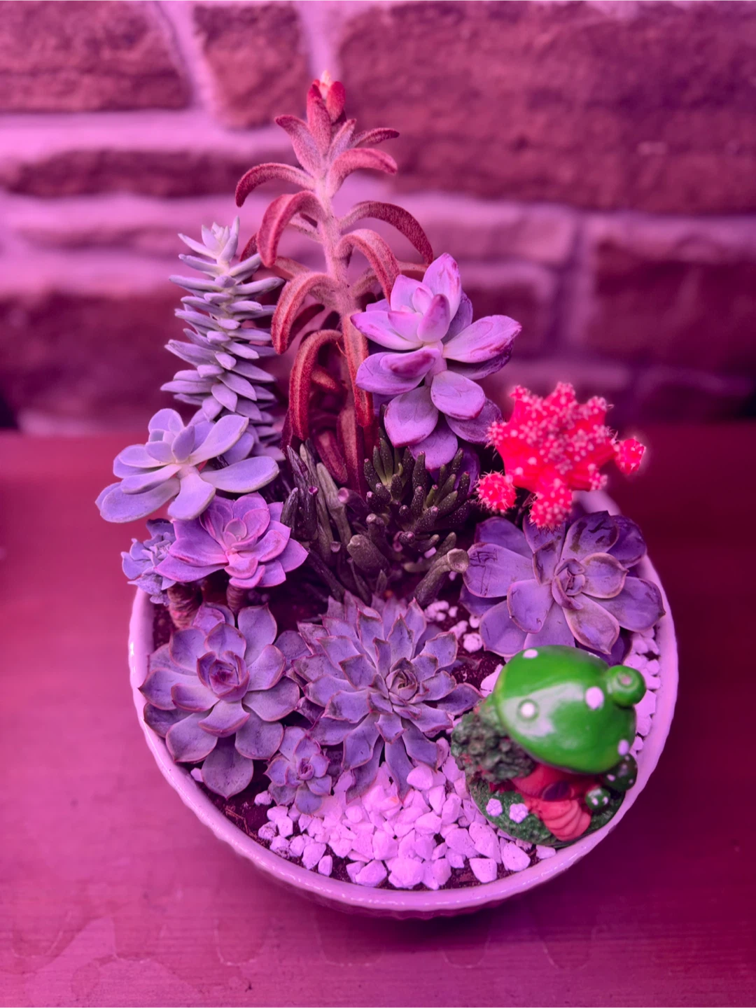 Assorted succulents - photo 2