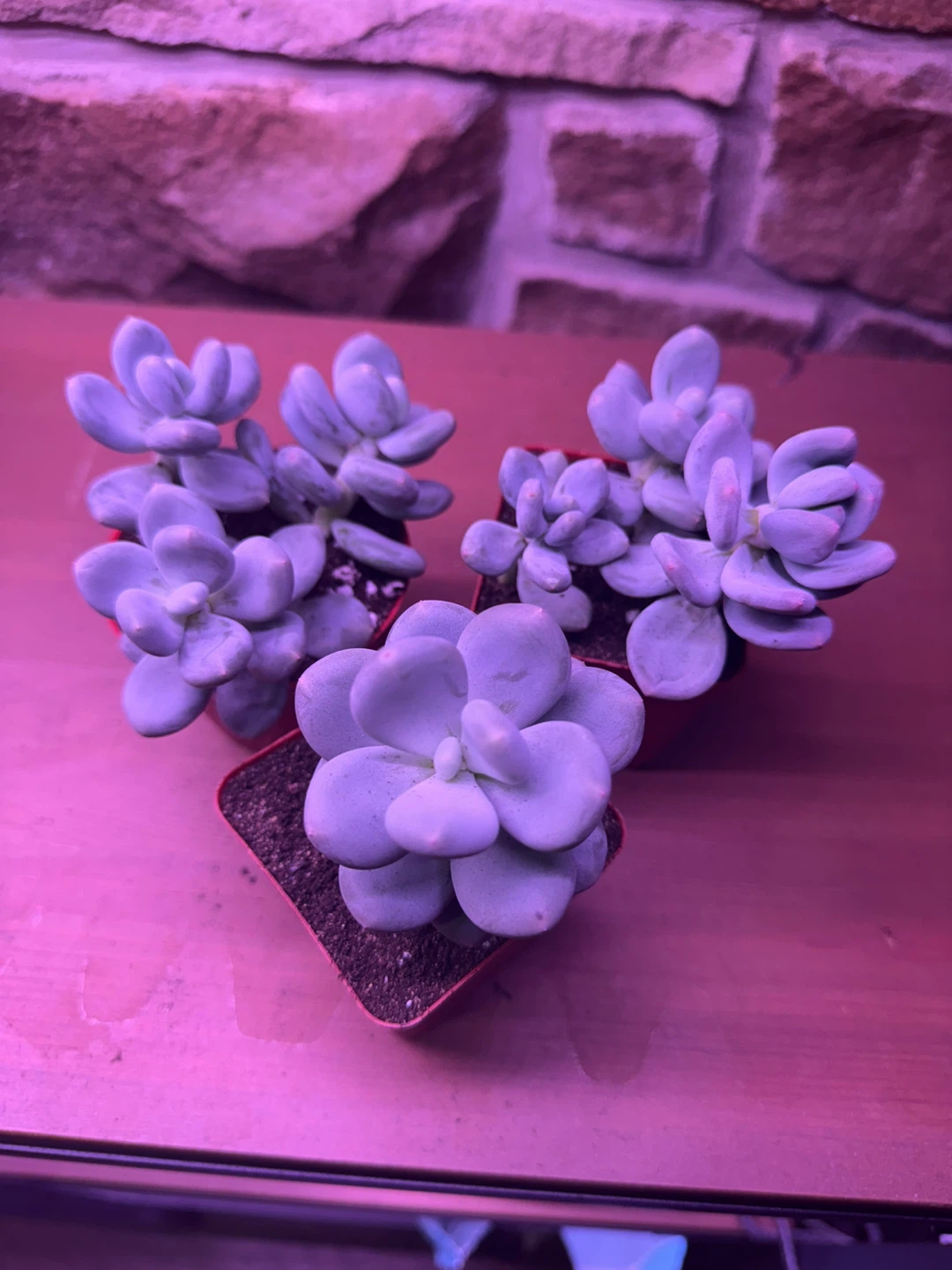 Succulent moonstone