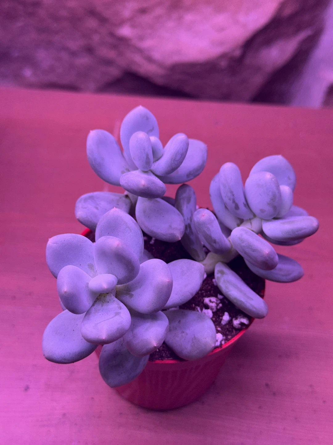 Succulent moonstone - photo 4