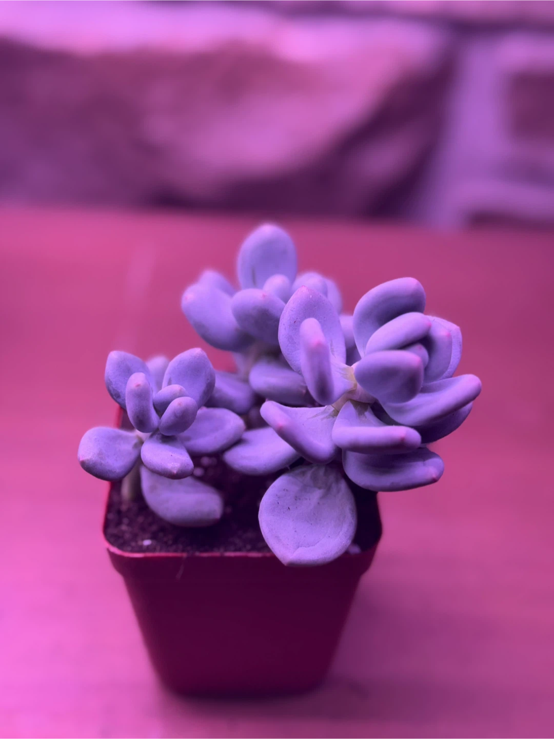 Succulent moonstone - photo 3
