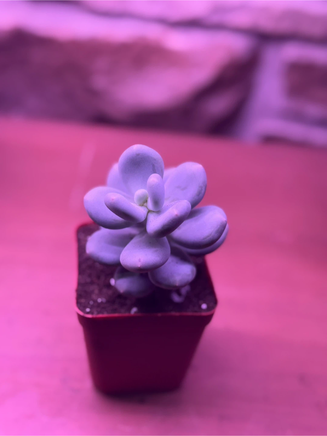 Succulent moonstone - photo 2