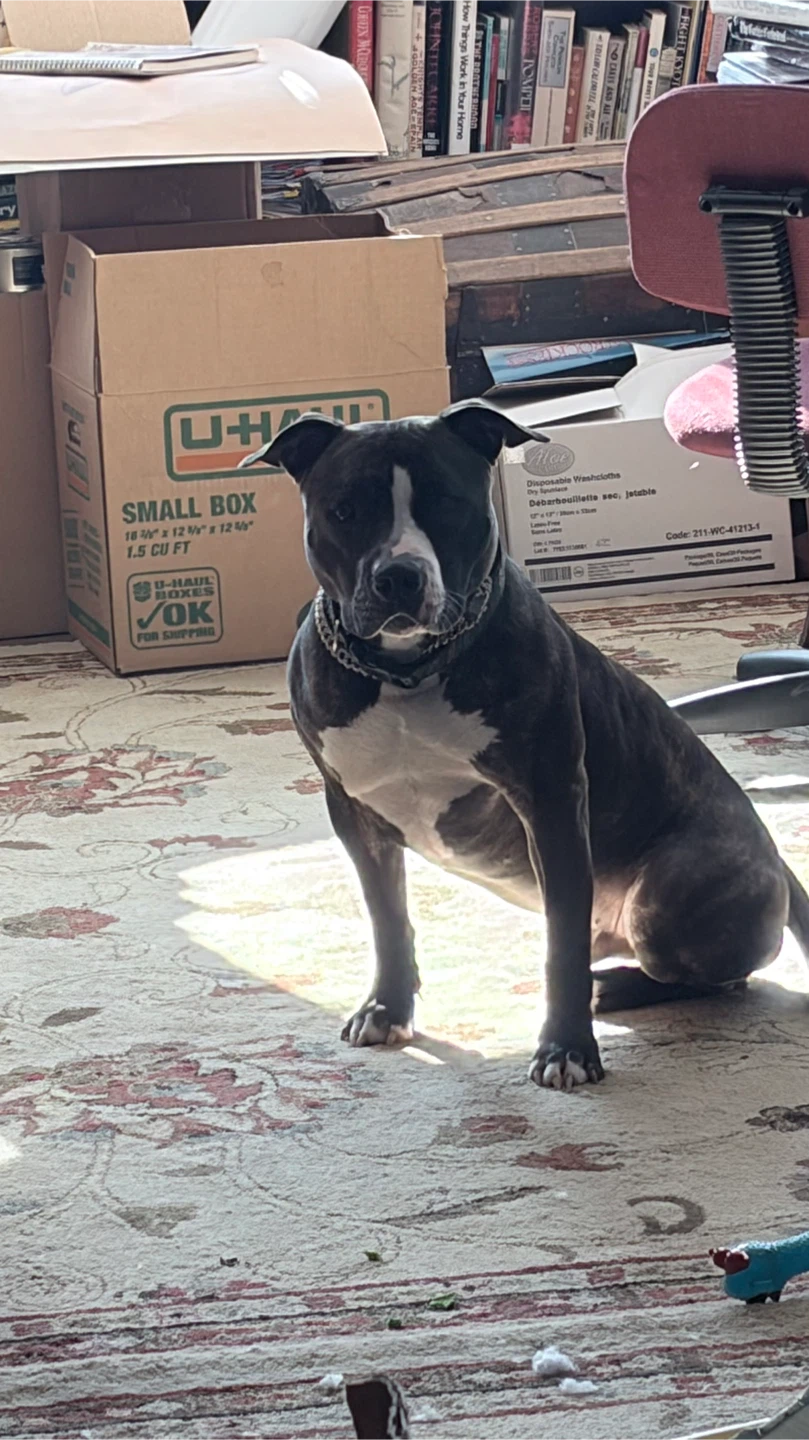 Yard cleanup